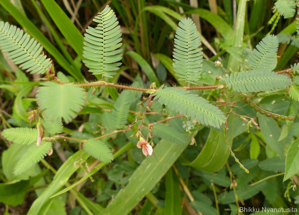 Aeschynomene americana L.
